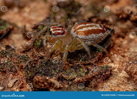 Adult Female Jumping Spider Stock Photo Image Of Invertebrate Female