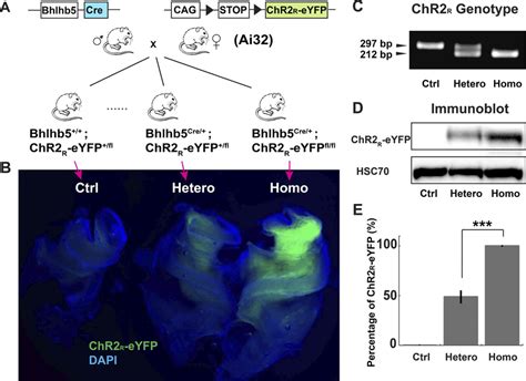 Expression Levels Of Chr2 R Eyfp In Adult Bhlhb5 Chr2 R Eyfp Mice A Download Scientific