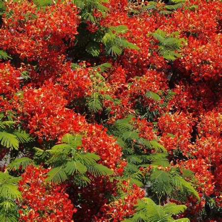 10 Graines De Flamboyant Delonix Regia Syn Poinciana Regia