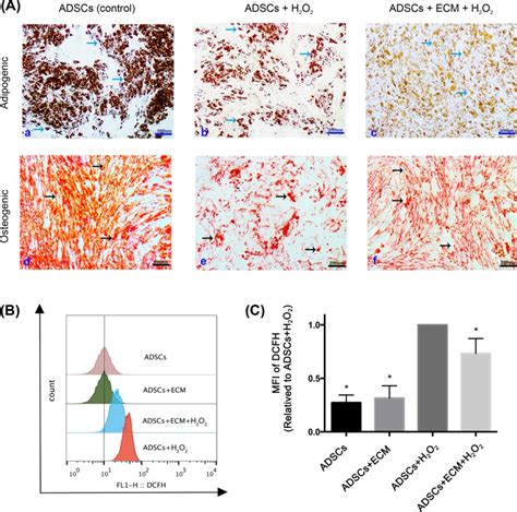 Autologous Decellularized Extracellular Matrix Protects Against H2o2