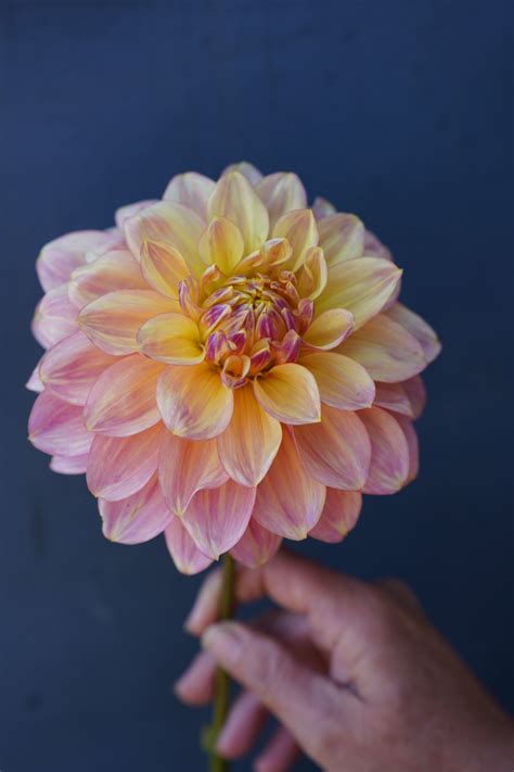 Wyns New Pastel Dahlia Tuber Earthspoke Farms