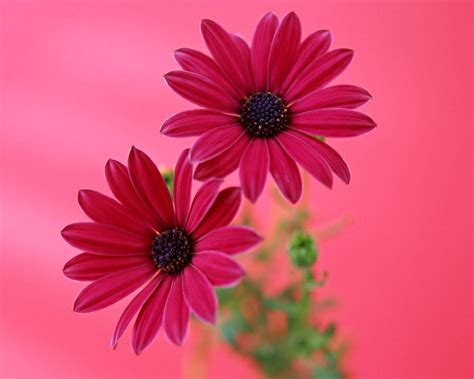 Colorful Daisies Wallpapers Top Free Colorful Daisies Backgrounds