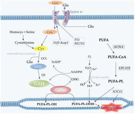 Frontiers Emerging Roles Of Ferroptosis In Glioma