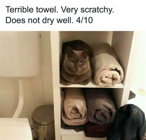 The best Towel memes :) Memedroid