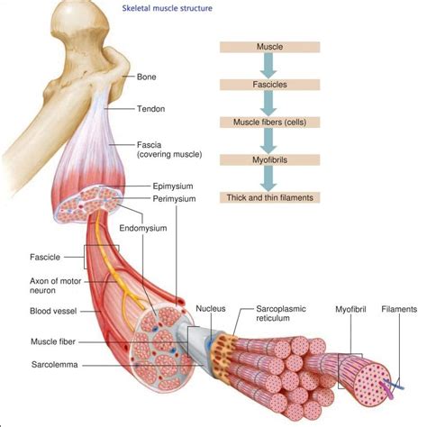 Skeletal Muscle Structure Muscle structure, Skeletal muscle anatomy ...