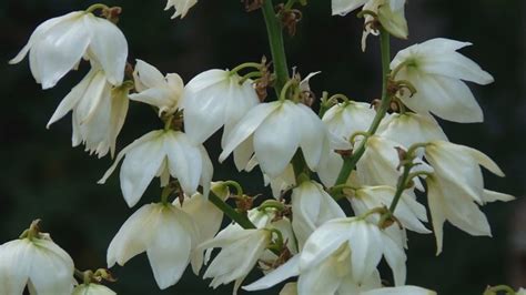 Flor de izote la flor nacional de El Salvador Centroamérica YouTube