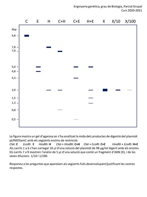 Parcial Grupal 2021 Enginyeria genètica grau de Biologia Parcial