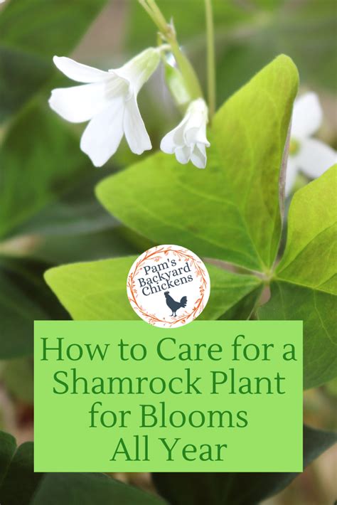 Pam's Backyard Chickens: How To Care For A Shamrock Plant