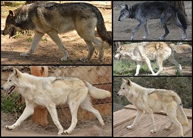 Texas Wolfdog Project | Tail and Movement