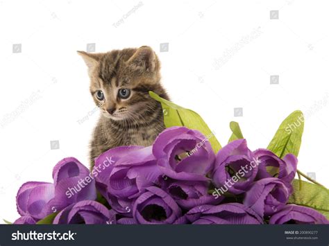 Cute Baby Tabby Kitten Purple Flowers Stock Photo 200890277 Shutterstock