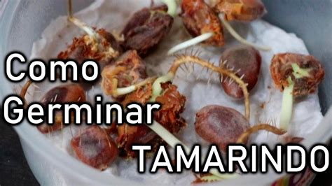 Como Germinar Semillas de TAMARINDO México Verde YouTube