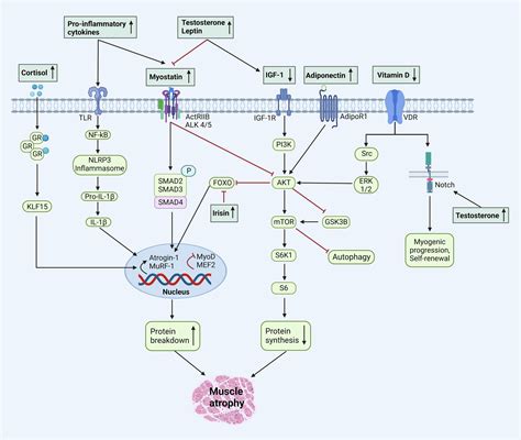 Pathophysiology Of Sarcopenia Genetic Factors And Their Interplay With