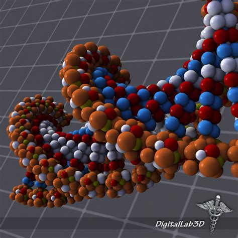 DNA structure 3D model | CGTrader