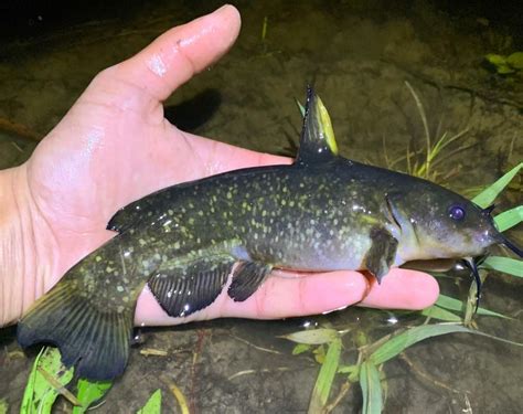 Bullhead, Spotted Species.Spotlight | www.roughfish.com