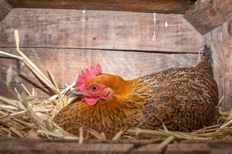 Best Chicken Nesting Laying Boxes My Favorite Chicken