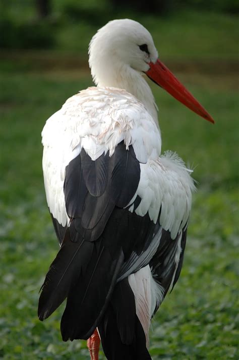 white stork  stock photo freeimages