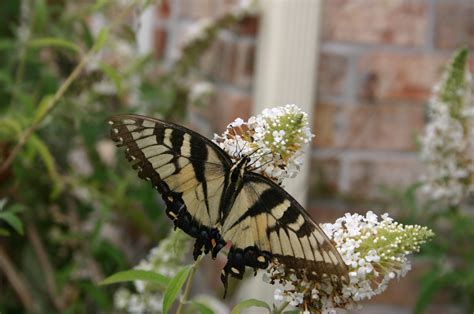 Butterflies – Identification | Walter Reeves: The Georgia Gardener