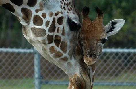 Baby Giraffes (40 pics)