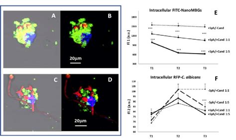 Confocal Microscopy Images And Flow Cytometric Analysis Of Download Scientific Diagram