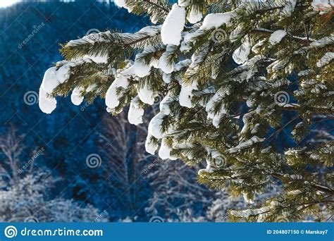 Green Pine Tree Under A Heavy Snow In Mountains In Winter Stock Photo