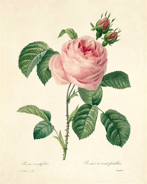 Vintage Rose Print