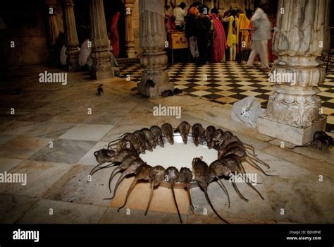 Rats Drinking Milk In The Rat Temple Deshnok Rajasthan India Stock