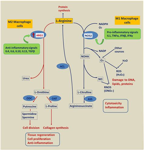 Model Of Reciprocal Regulation Of Arginase Arg And Nitric Oxide