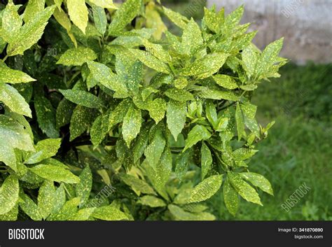 Japanese Laurel Aucuba Image Photo Free Trial Bigstock