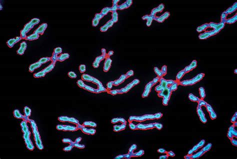 Infographic: Creating artificial human chromosomes - Genetic Literacy ...