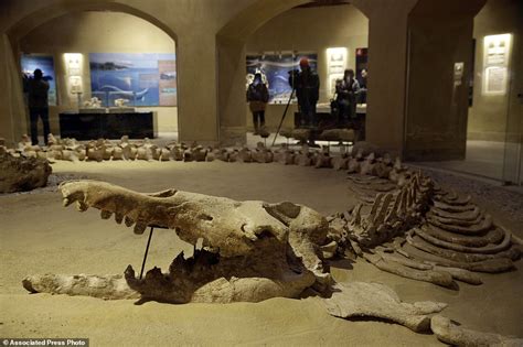 The Walking Whales Of Egypt Fossils In The Desert Are Remains Of Sea