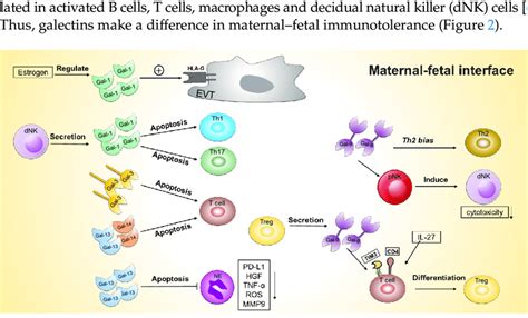 Galectin Affects The Function Of Immune Cells At The Maternal Fetal