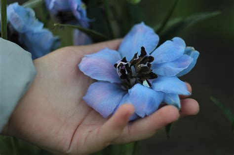 Of The Best Delphinium Cultivars For Your Flower Beds Reportwire