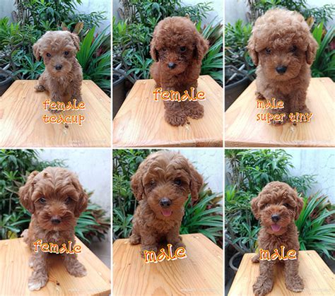 For Sale Puppy Tiny Male Female Red Toy Poodle Anjing Poodle