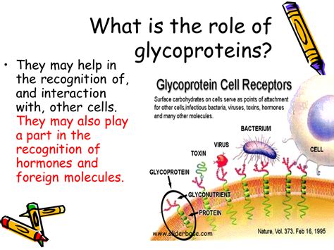 Cell membrane: Functions