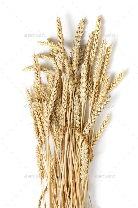 Sheaf Of Wheat Stock Photo By Pineapple Studio PhotoDune