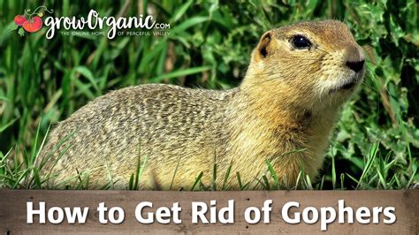 How To Get Rid Of Gophers Getting Rid Of Gophers Gopher Control Gopher