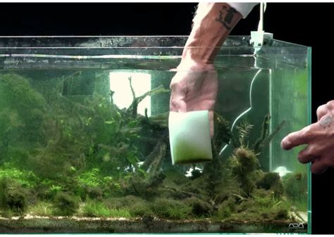 Cleaning Aquarium Glass How To Clean The Glass Without Scratching It