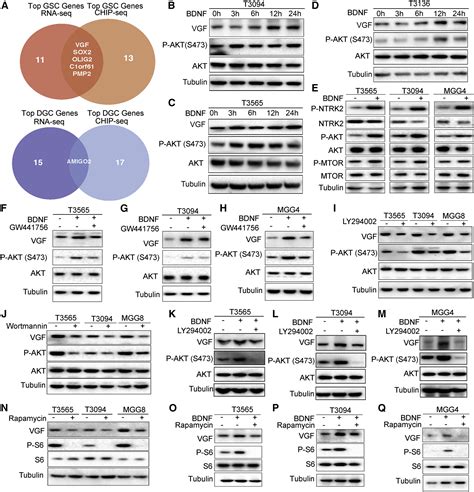 Reciprocal Signaling Between Glioblastoma Stem Cells And Differentiated