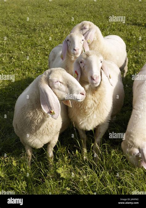 Flock Out Pasture Hi Res Stock Photography And Images Alamy