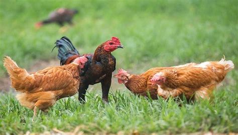 Sukses Budidaya Usaha Ternak Ayam Kampung Bagi Pemula Ruangburuh