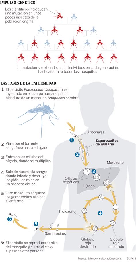 La Edici N Gen Tica Elimina A Los Mosquitos Transmisores De Malaria