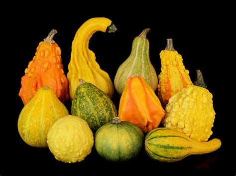 Autumn Harvest Gourds Photograph By Jim Hughes