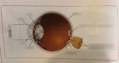 Ap Psych Unit Eye Diagram Diagram Quizlet