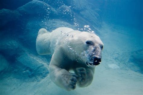 20 Polar Bear Facts and Information for Kids - Tail and Fur