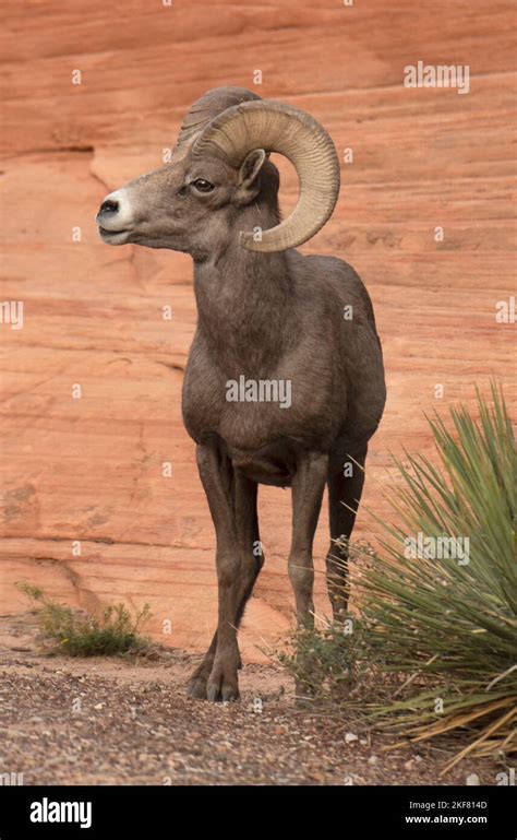 Desert Bighorn Sheep Ovis Canadensis Nelsoni Ram On Sandstone Slope