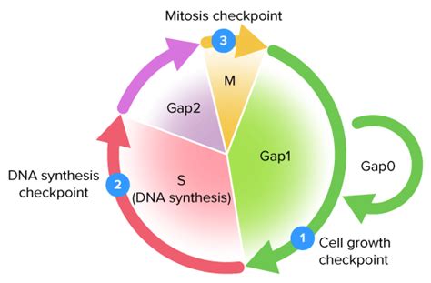 Cell Cycle With Checkpoints Diagram