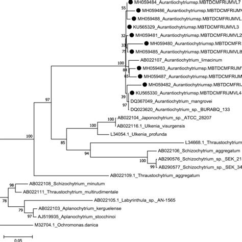 Molecular Phylogenetic Analysis By Maximum Likelihood Method Showing A