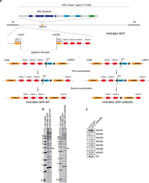 Construction Of Cj Wt And Cj Hsur Cell Lines A Schematic