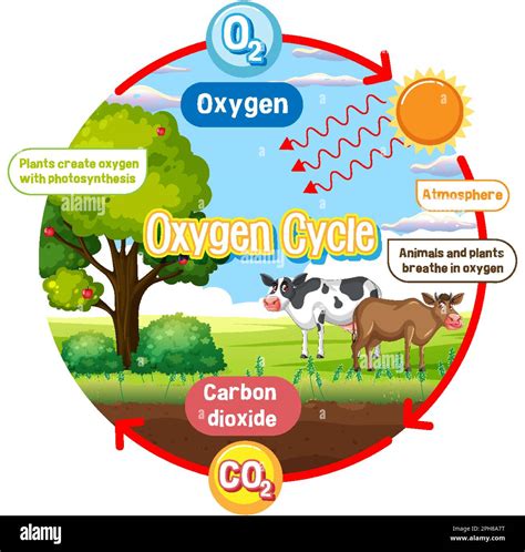 Schematic Diagram Of Oxygen Cycle Oxygen Cycle Diagram For S