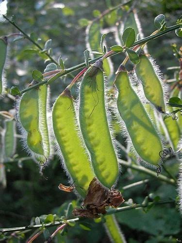 Cytisus Scoparius Seeds, Packaging Type: Packet at best price in Dehradun